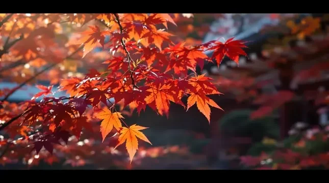京都红叶季：一场秋日的浪漫